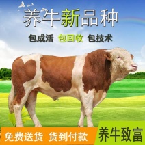 （推荐)活体西门塔尔牛犊包回收包技术包成活量大分期付款