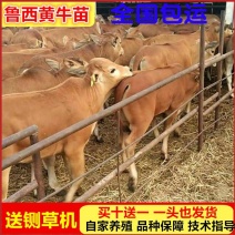 （热销)改良肉牛鲁西黄牛牛犊买十送一全程技术指导