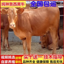 【推荐】改良肉牛牛犊活体包回收买十送一提供养殖技术资料