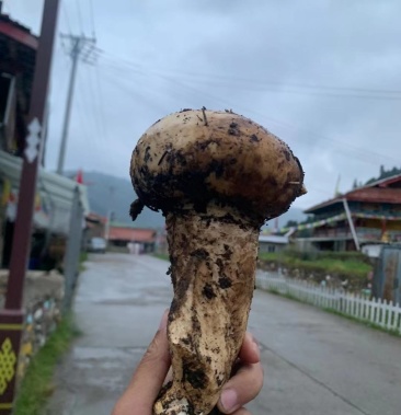 新鲜杉木松茸老人头菌四川阿坝深山老人头菌村名自采顺丰