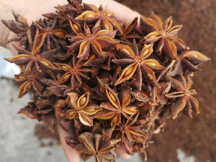 展示八角根作为中药材的切片样本,背景为传统中药柜 八角根在中药中的应用