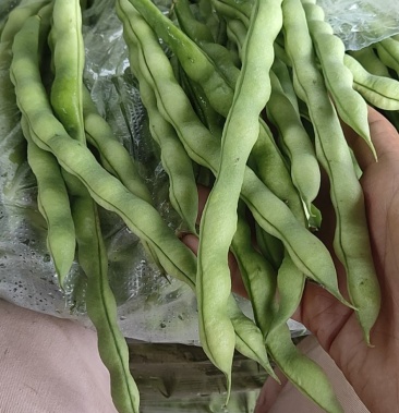 攀枝花优质蔬菜大青豆