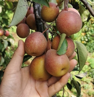 蜜梨 涩梨 葫芦梨.带购代办收购生梨.代加工,出售成品.