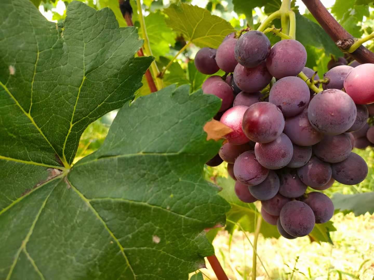 户太八号成熟果实特写