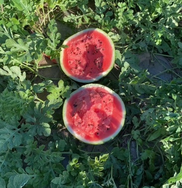 黑龙江双城西瓜大量上市