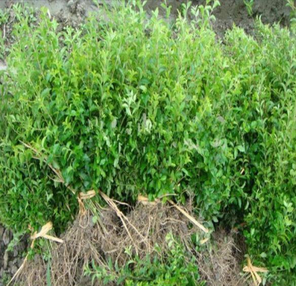 一株大叶女贞裸根幼苗,展示其根系分布情况,主根短,侧根较多但长度有限,根部无土球包裹,处于湿润保湿状态,背景为苗圃土壤环境 大叶女贞裸根苗示意图