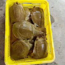 外塘小甲鱼老甲鱼批发，卤甲鱼，塘口直发，大小规格都有