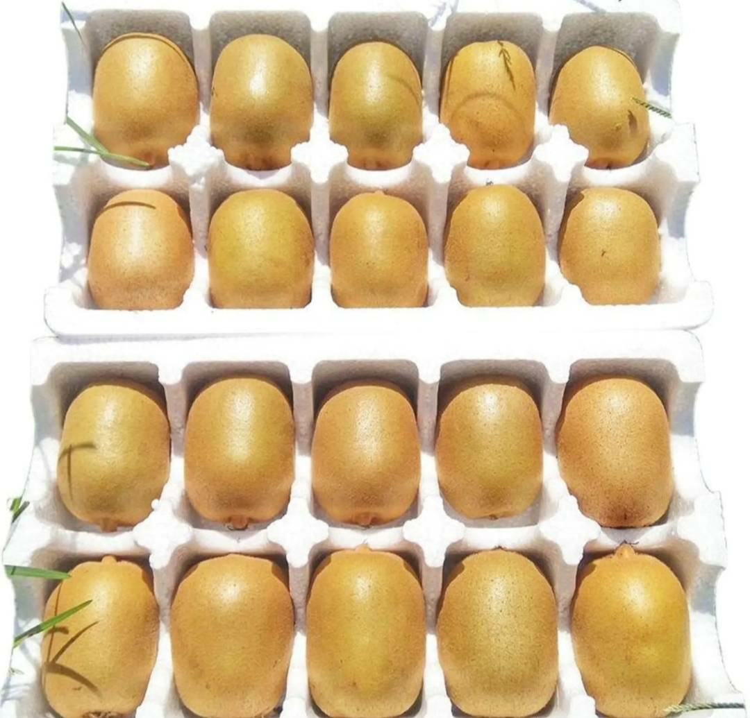 超市货架上的黄心猕猴桃展示