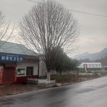 各种规格七叶树