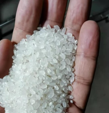 黑龙江大米查哈阳大米2020全新粮绝不掺一点陈米