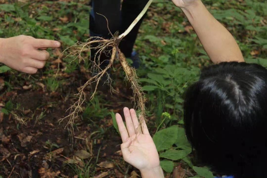 吉林人参采挖现场