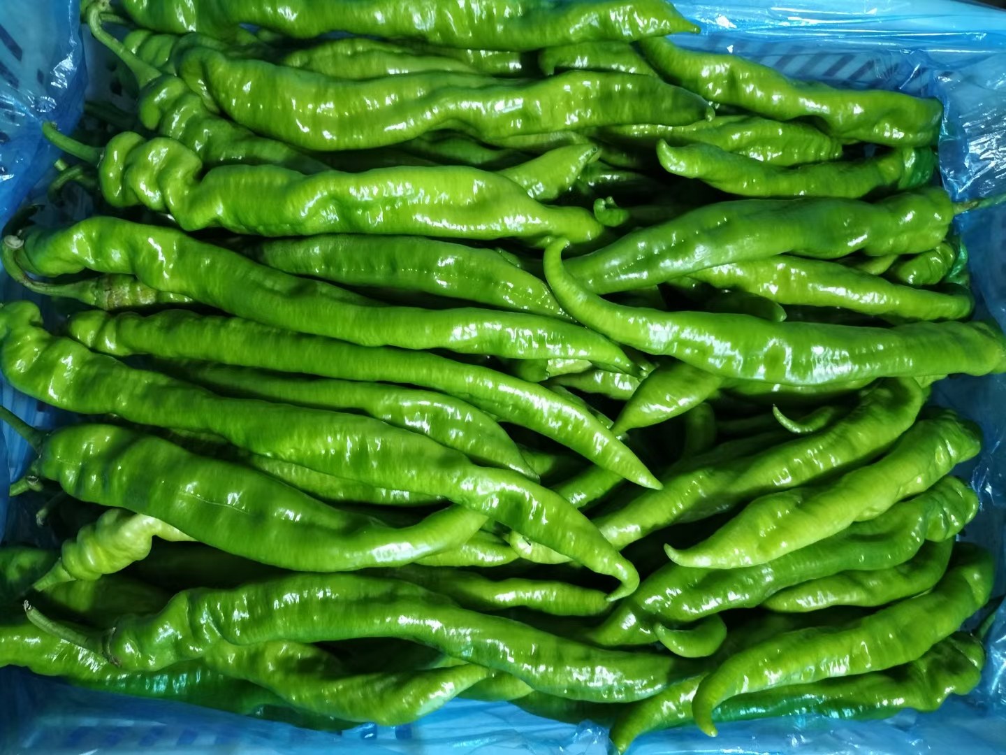 展示扁豆的主要营养成分及其与雌激素相关的植物化合物 扁豆营养成分示意图