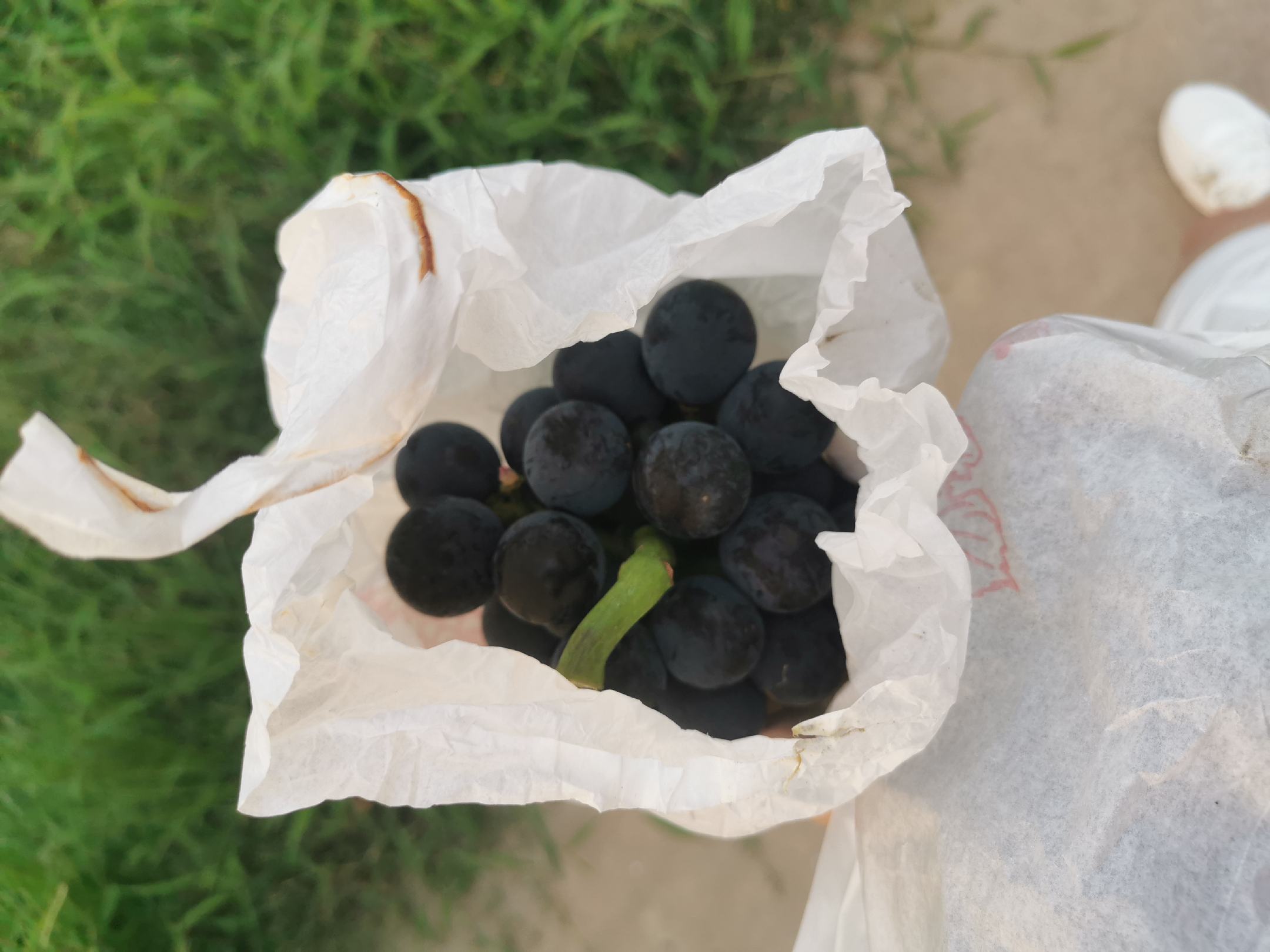 户太八号葡萄特写