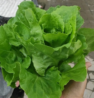 基地直供水培奶油生菜水培花叶生菜水培脆叶生菜等