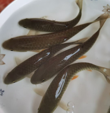 大量出售軍魚光魚石堅娟魚