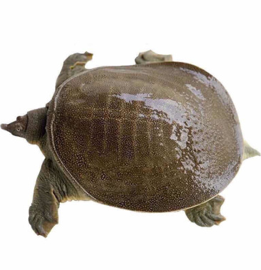 大甲鱼老鳖王八精养水鱼外堂生态甲鱼活体