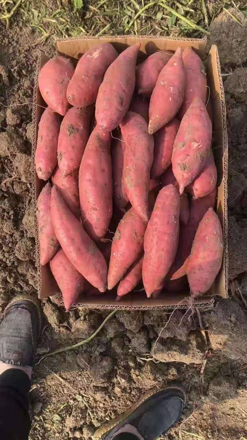 精品西瓜红红薯河南红薯大量上市了产地直发质量保证