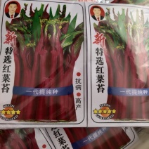 红菜苔十月红早熟抗病高产播种50天采收亩产2000公斤