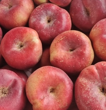 [蟠桃批发]西北丑桃,脆甜可口,个头小巧玲珑,绿色