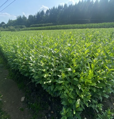 [水腊苗批发]水腊小苗 一级苗 有量 价格优惠.枝条粗壮价格0.