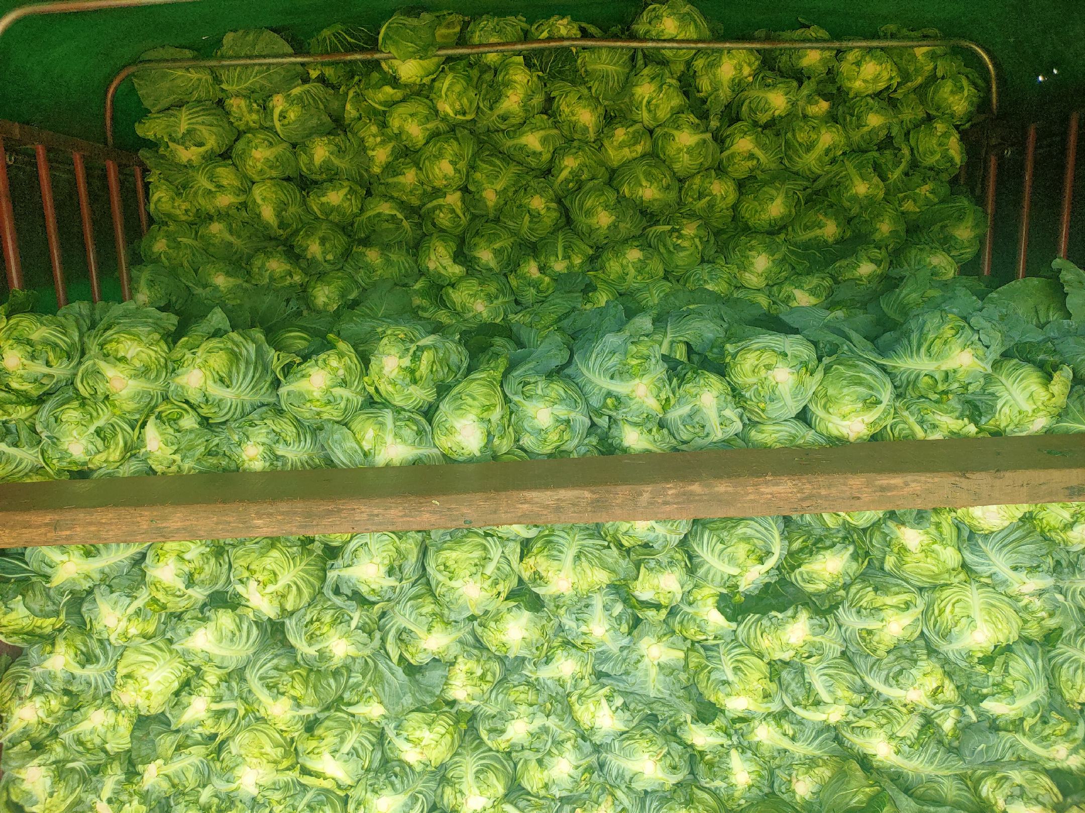 牛心甘蓝采收与分级包装现场