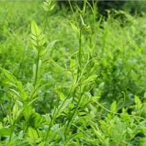 湘西莓茶