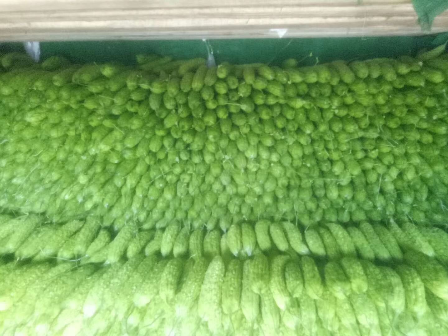 苦瓜与其他绿色蔬菜一起摆放在厨房台面上