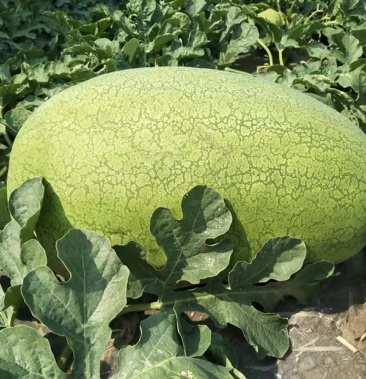 [西瓜批发]双城大西瓜价格0.50元/斤 - 一亩田