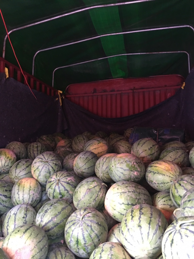 花皮西瓜