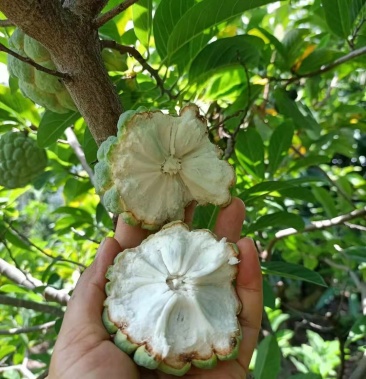 云南高原生态野生释迦尼果,现摘现发,产地直发,一件代发.