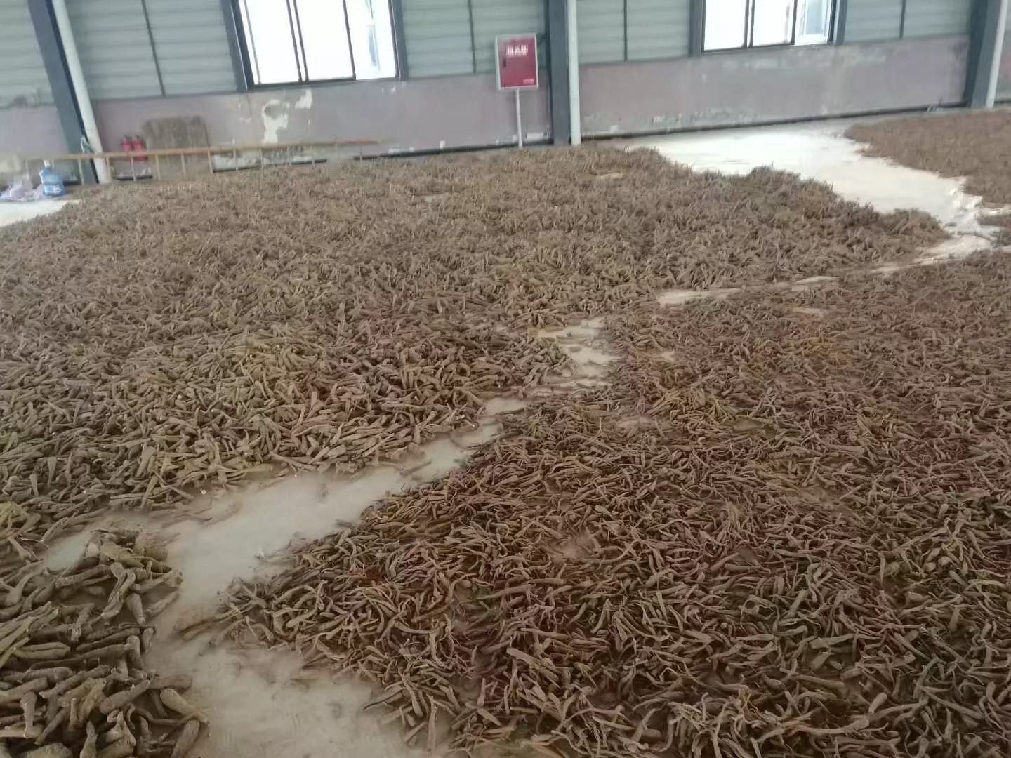 展示白芷清洗和泡发的过程,背景为厨房操作台 白芷处理过程