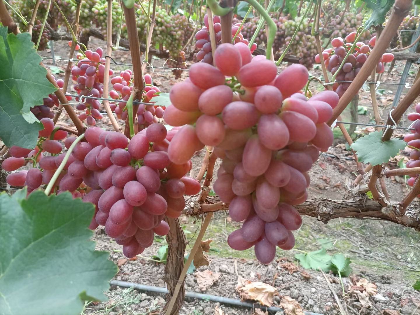 一串成熟鲜亮的克伦生葡萄挂在藤上,果实饱满、色泽红润,背景为阳光照射下的葡萄园,突出其自然生长环境 克伦生葡萄特写