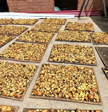 [松蘑批发]出售鲜磨,干蘑价格25.00元/斤 - 一亩田