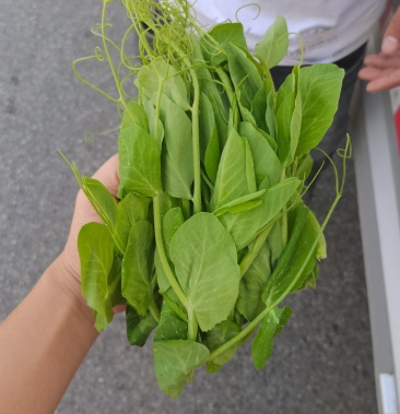 [豌豆苗批发]甘孜州高山豌豆尖价格5.70元/斤 - 一亩田