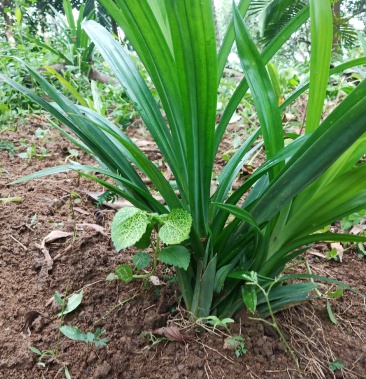 斑斓叶粉天然种植香兰叶盆栽斑斓叶植物香料幼苗种植