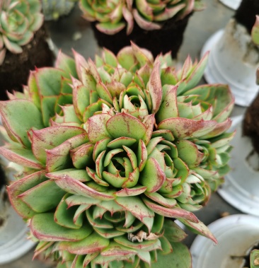 [多肉植物批发]央金160盆20装价格8.00元/棵 - 一亩田