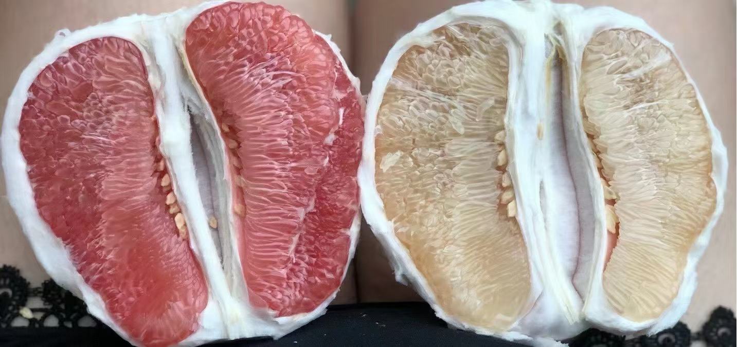 沙田柚外观对比图
