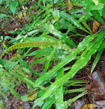 [猫须草批发]化石草价格8.00元/斤 - 一亩田