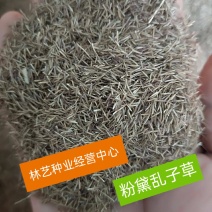 粉黛乱子草种子多年生观赏草乱子草种子庭院花卉种子四季易活