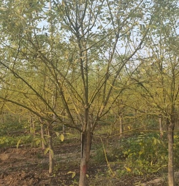 金枝槐12公分矮接金枝槐地径30量12公分矮杆黄金槐