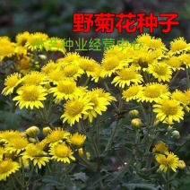 野菊花种子可药用泡茶菊花种籽野黄菊山坡路边野生山菊花