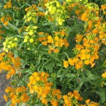 七里黄种子多年生花卉种籽耐寒易种花坛植物园林景观花海