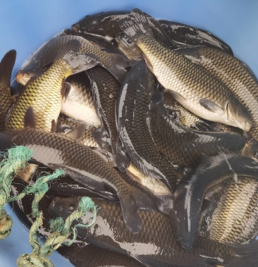 [建鲤批发]网箱鲤鱼黑皮价格9.00元/斤 - 一亩田