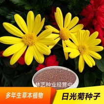 新日光菊花卉种子赛菊芋花籽春秋播种简单易活多年生宿根