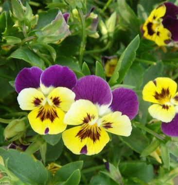 三色堇花种子四季易播室内阳台室外盆栽蝴蝶花猫儿脸垂吊花卉