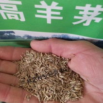 优质草坪种子高羊茅种子高羊毛羊茅草籽冷季型草坪籽高羊茅草