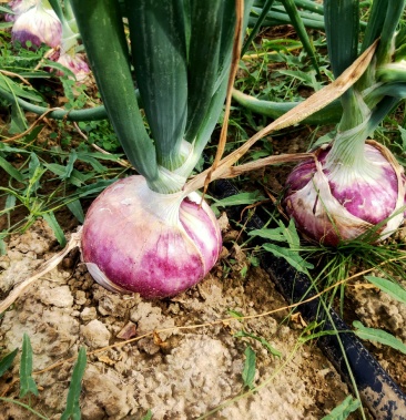 新鲜上市的皮芽子还迎大家来电选购
