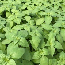 精品大叶荊芥大量上市