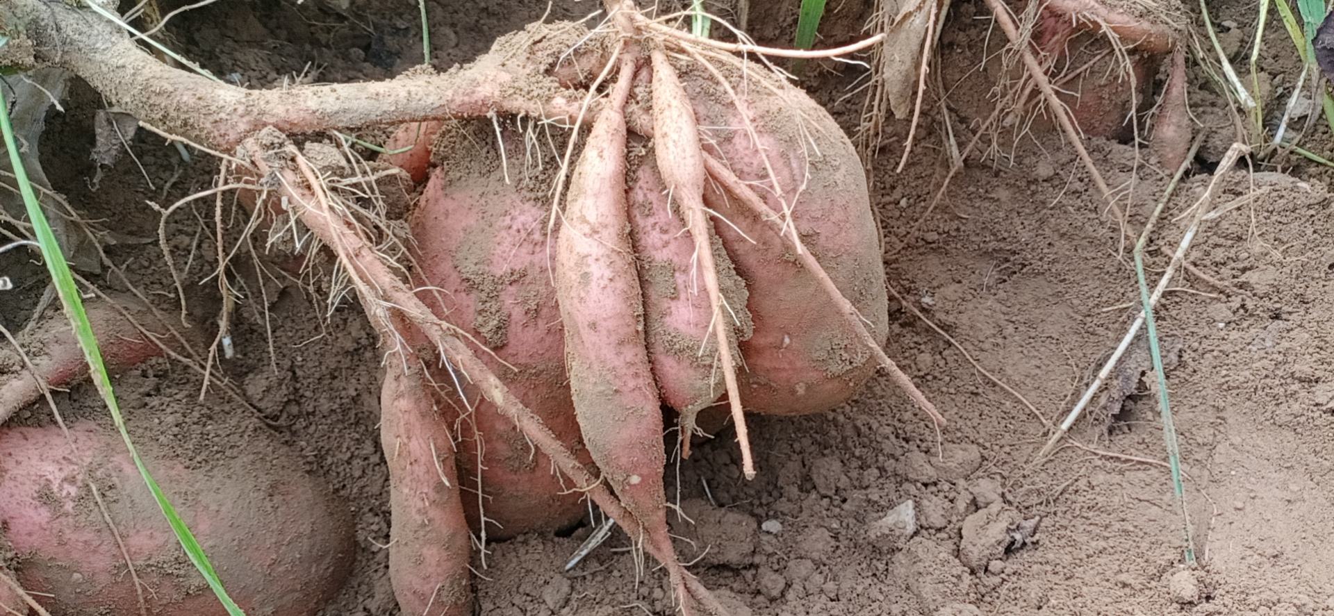 龙薯9号整株与切开的块根特写