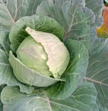 铁头白菜大量有货品质没得说